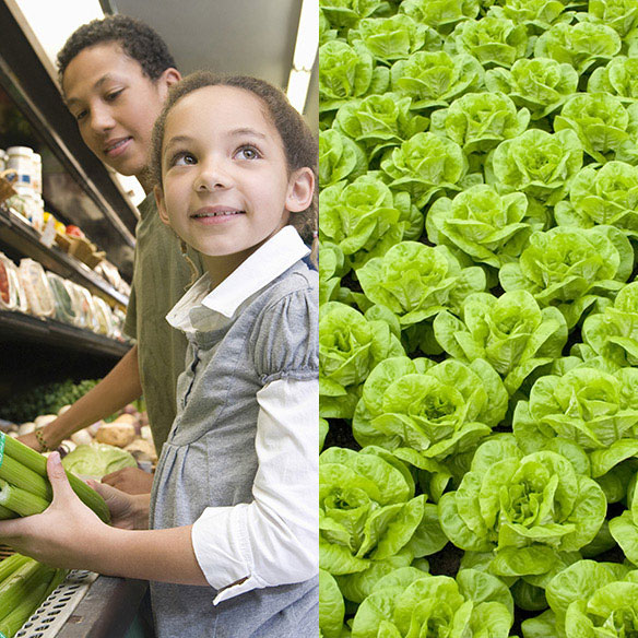 Children Shopping - Field of Lettuce